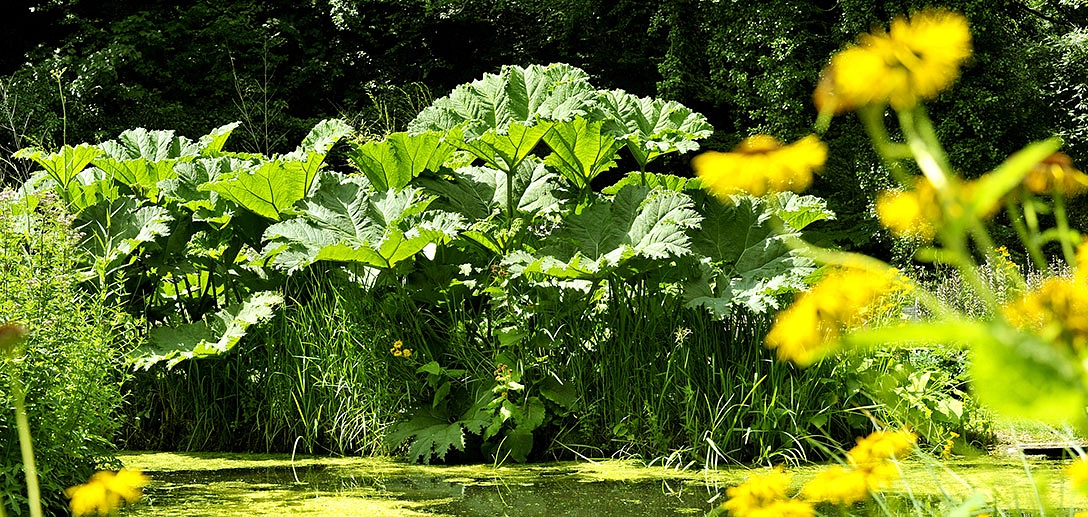 Alter Botanischer Garten