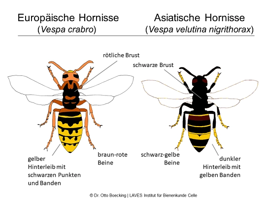 Vergleich Zeichnung Europäische und Asiatische Hornisse